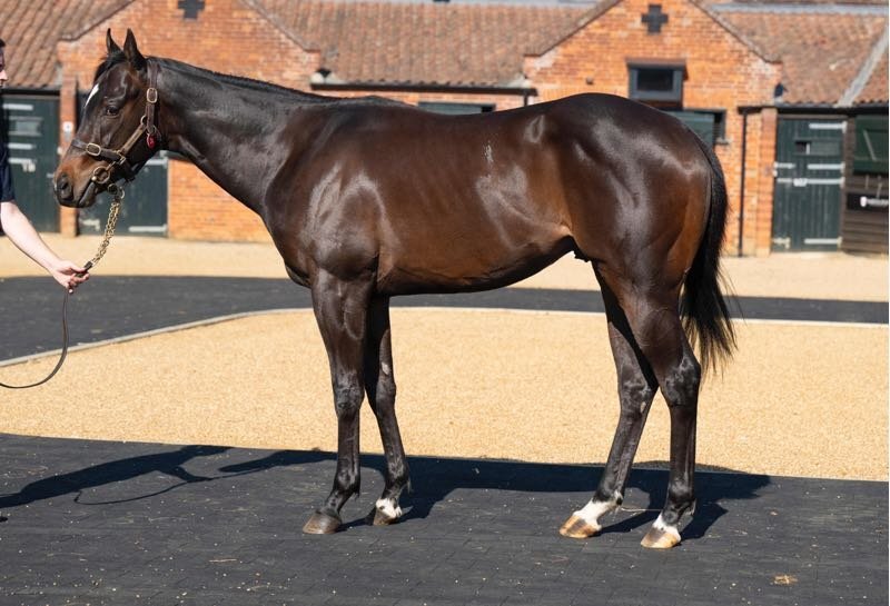 "Ryan" Dark Bay Stallion Project Horse - Horses