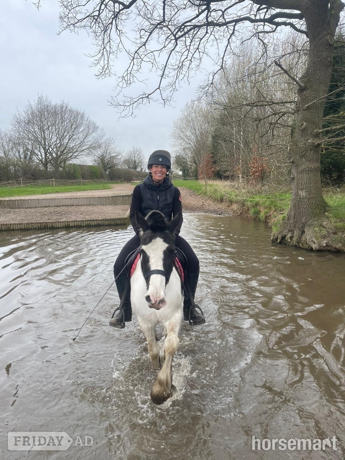 "Lottie " Piebald Mare All Rounder in Huddersfield