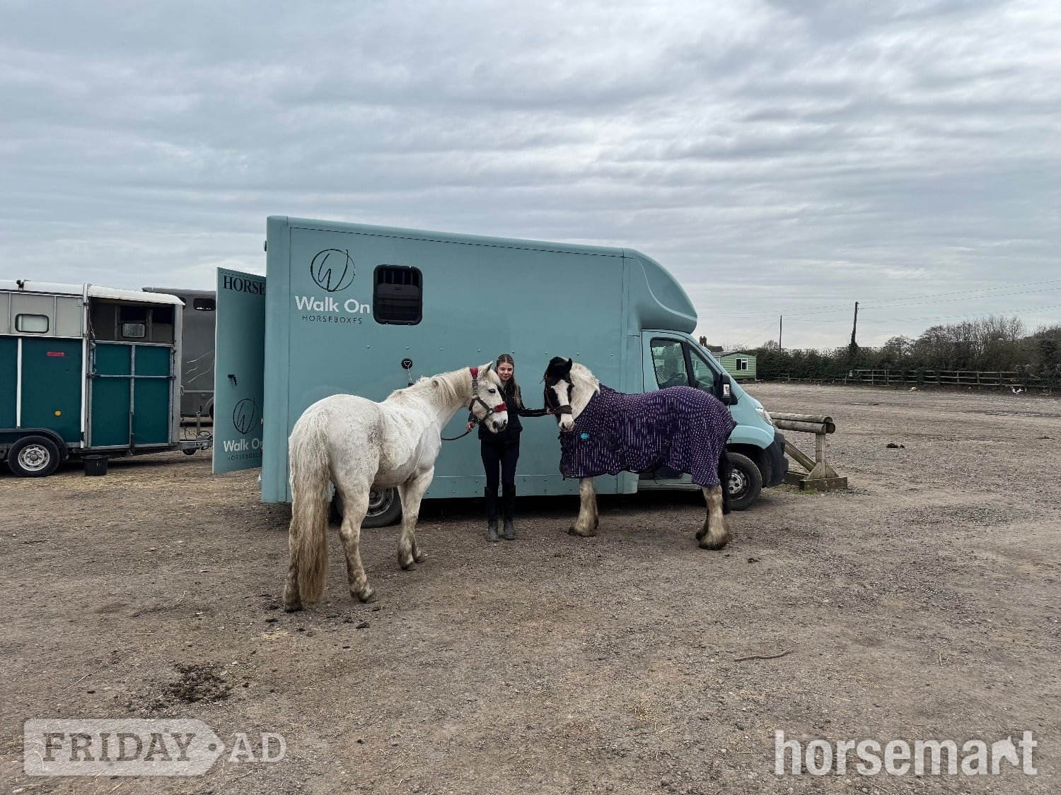Huddersfield "Lottie " Piebald Mare All Rounder