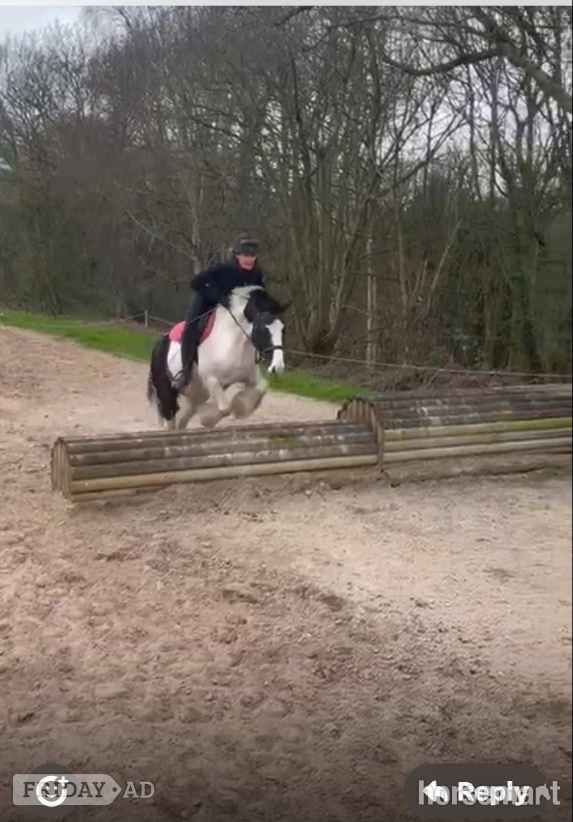 "Lottie " Piebald Mare All Rounder - Horses in Huddersfield