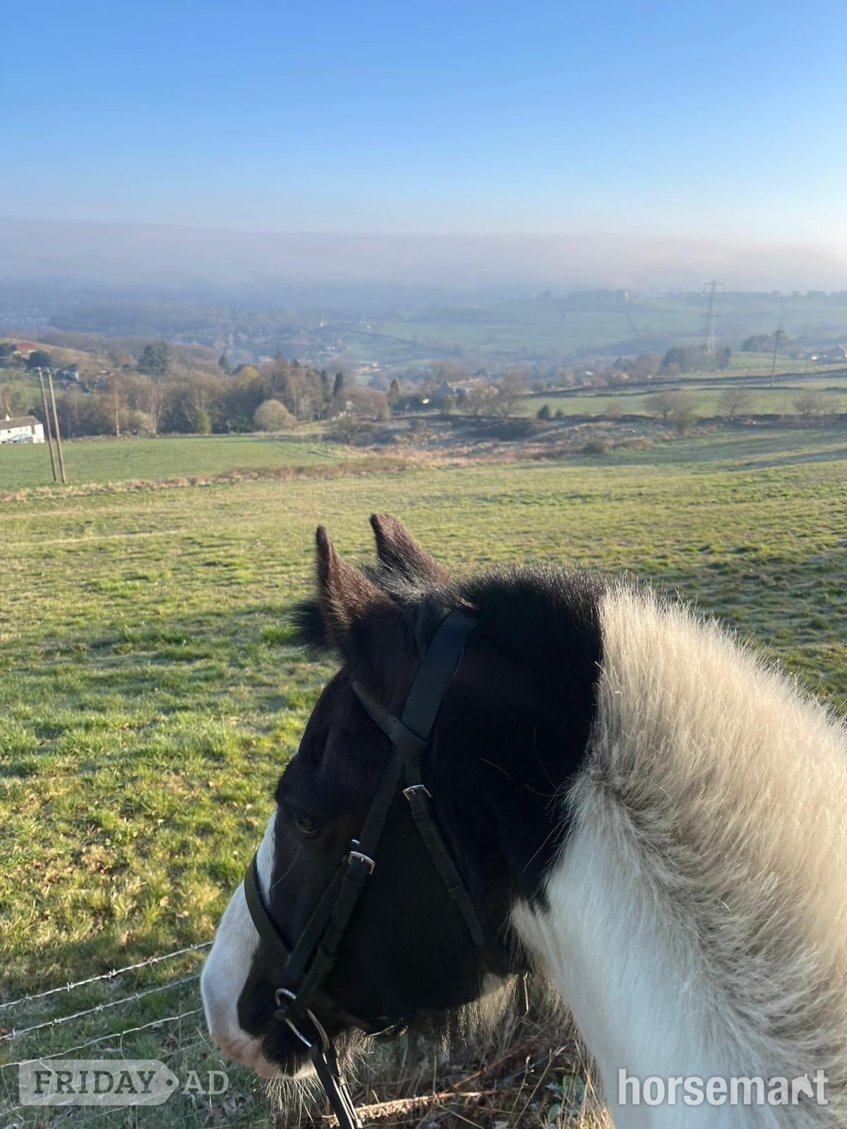 "Lottie " Piebald Mare All Rounder - Horses