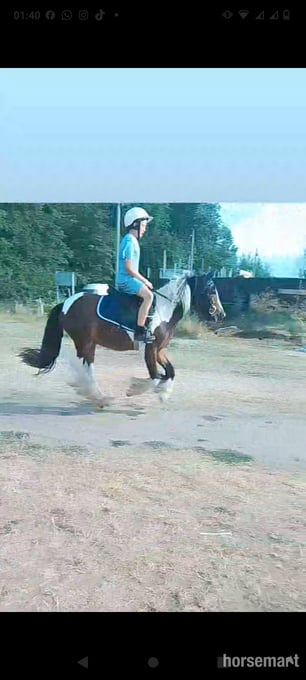 "John " Coloured Gelding Cob/Heavy Horse