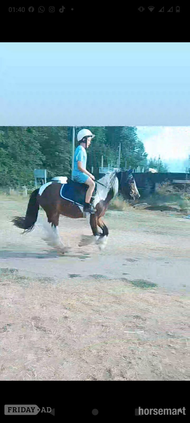 "John " Coloured Gelding Cob/Heavy Horse in Romford