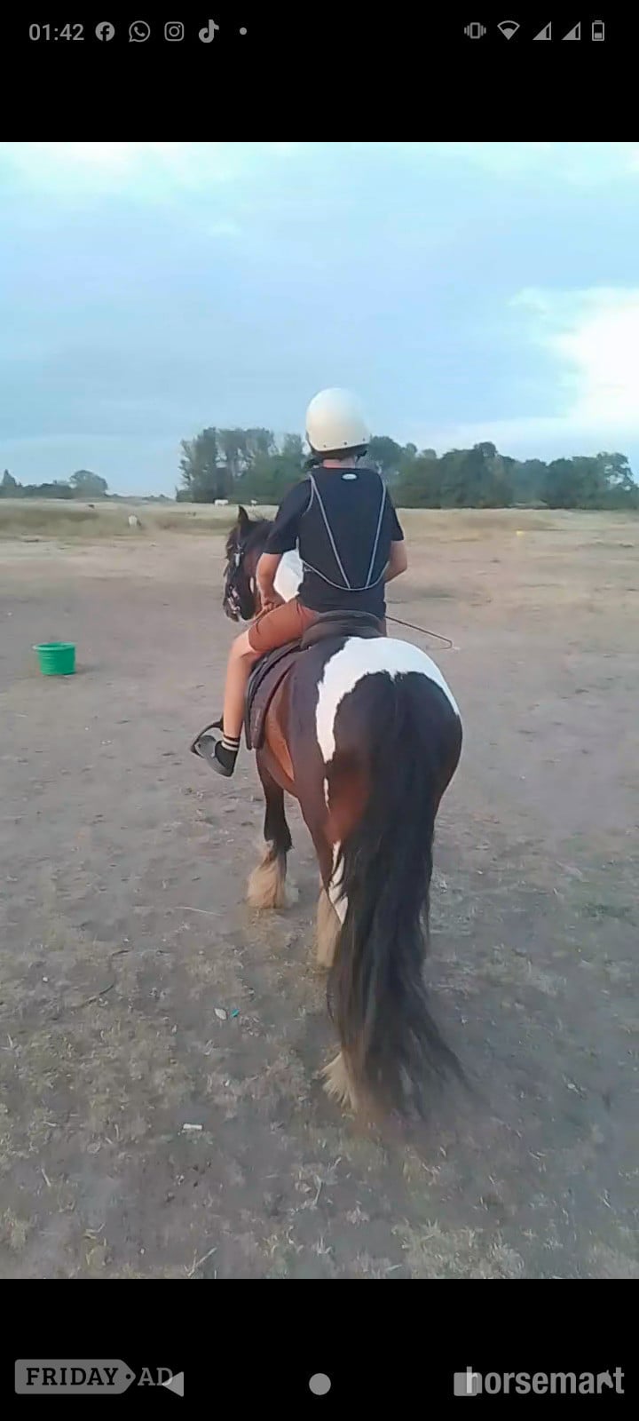 "John " Coloured Gelding Cob/Heavy Horse