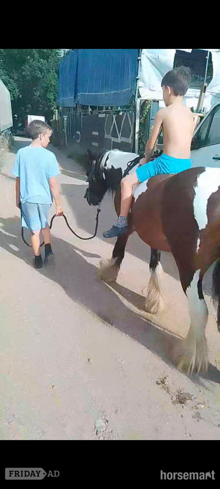 Romford "John " Coloured Gelding Cob/Heavy Horse