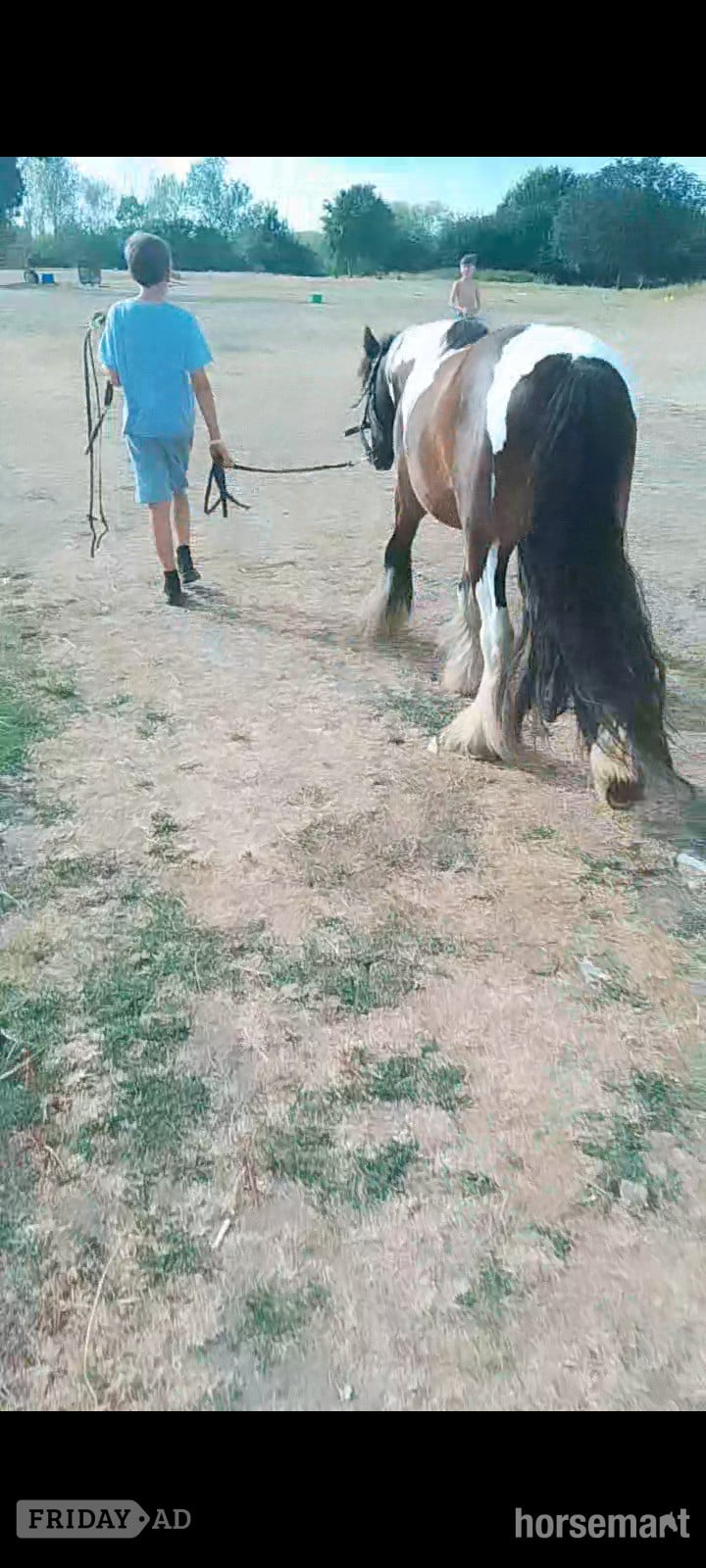 "John " Coloured Gelding Cob/Heavy Horse - Horses in Romford
