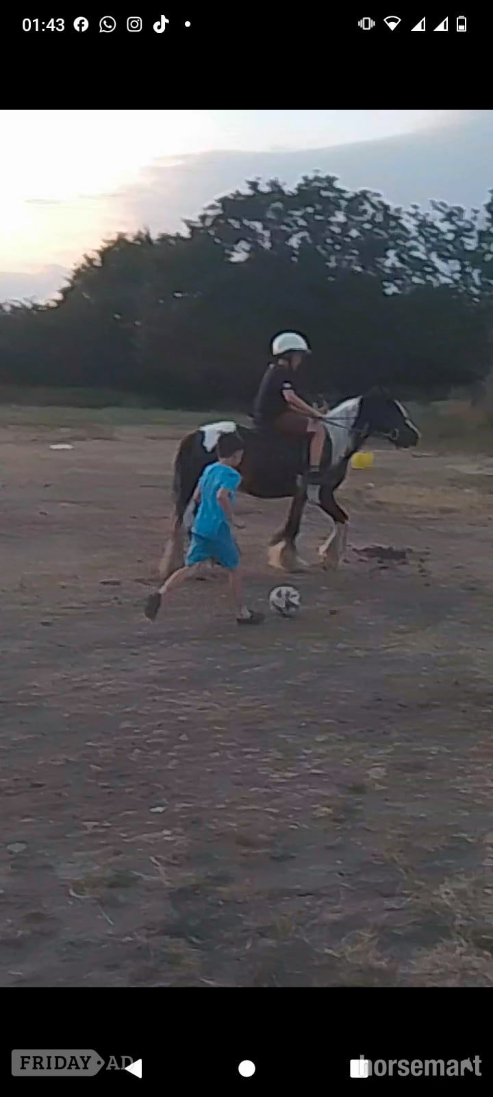 "John " Coloured Gelding Cob/Heavy Horse - Horses