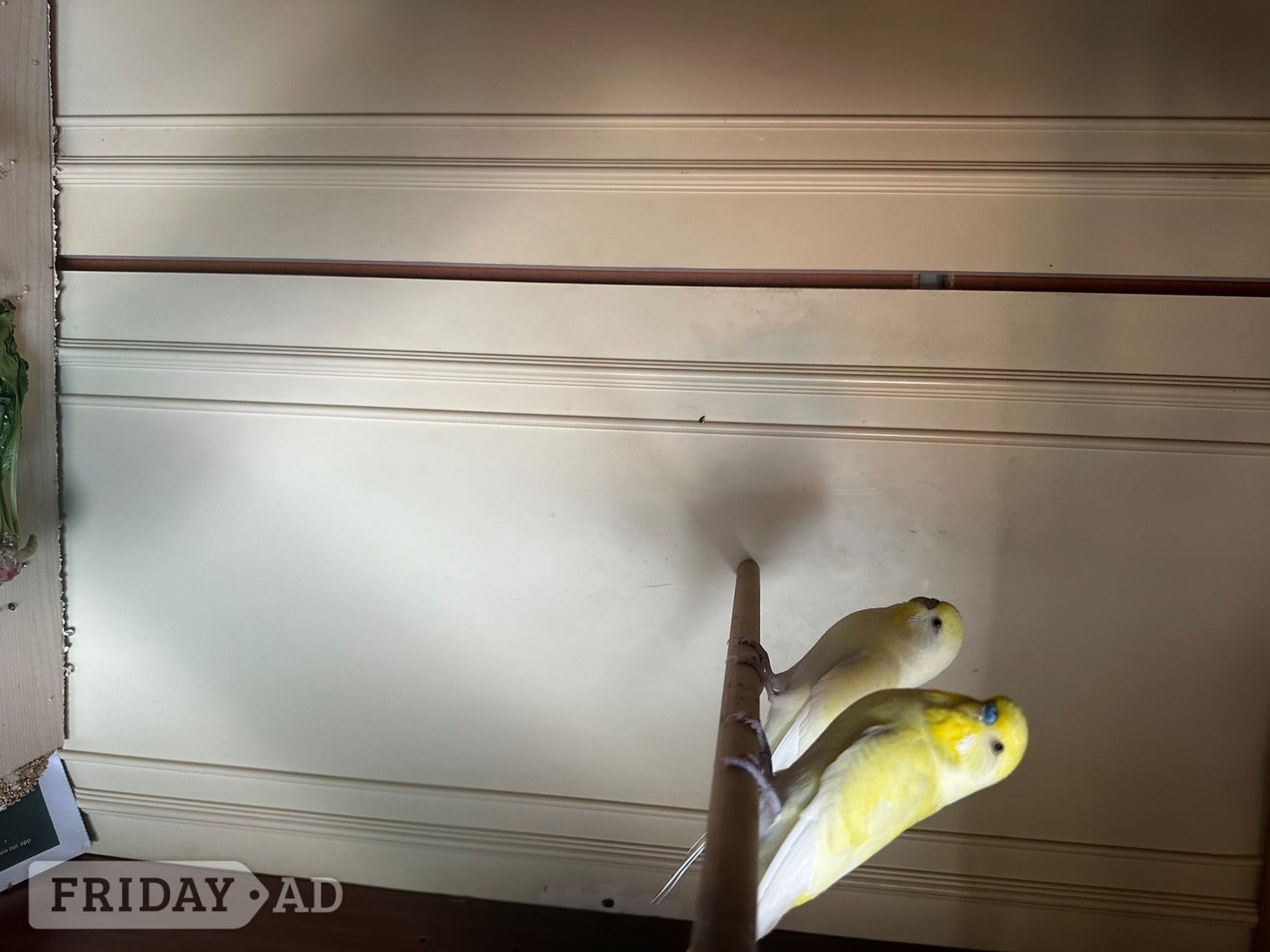 Lovely budgies males and female in Dagenham  in London