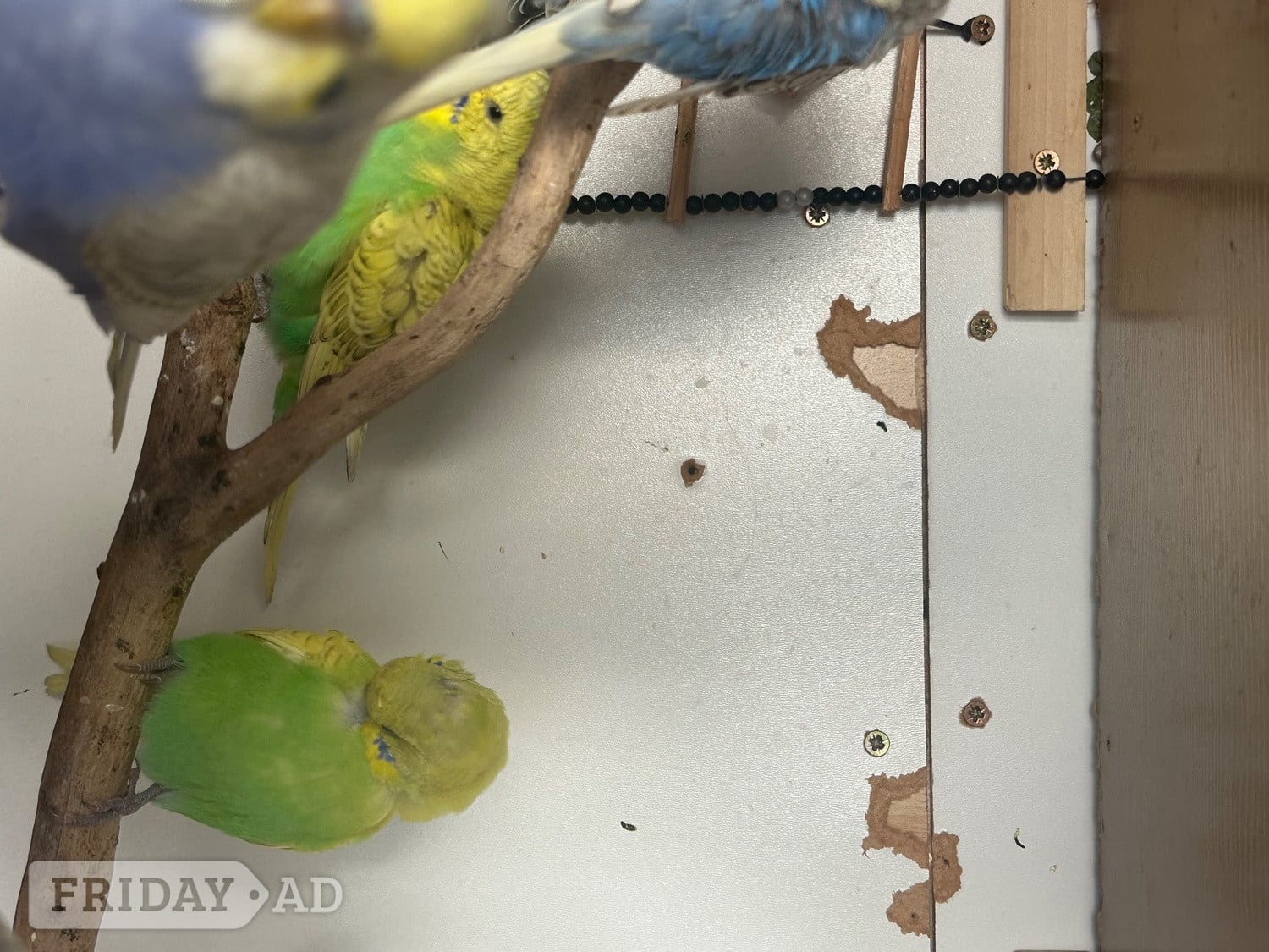 Lovely budgies males and female in Dagenham 