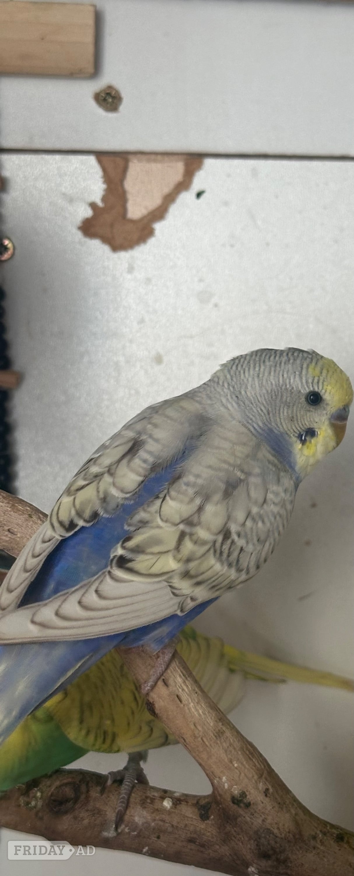 London Lovely budgies males and female in Dagenham 