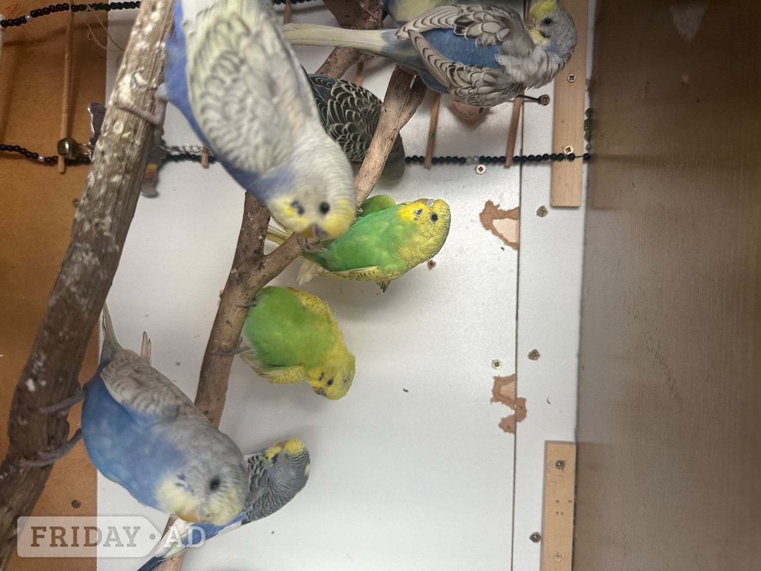 Lovely budgies males and female in Dagenham  - Birds in London