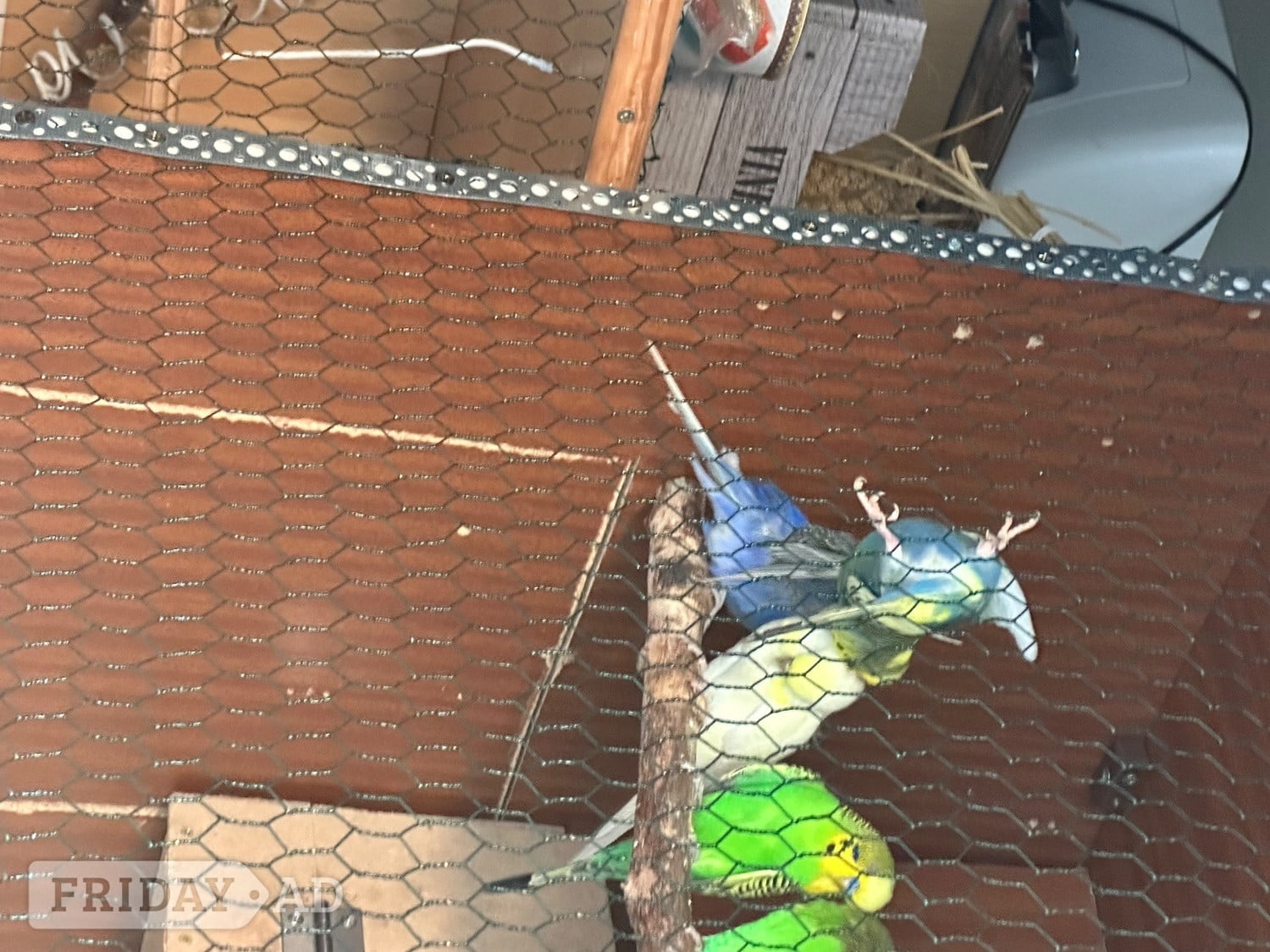 Lovely budgies males and female in Dagenham  - Birds