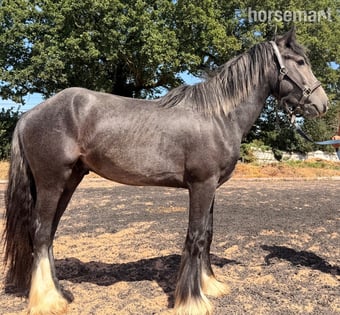 "Brimstone " Steel Grey Filly Youngstock / Foal