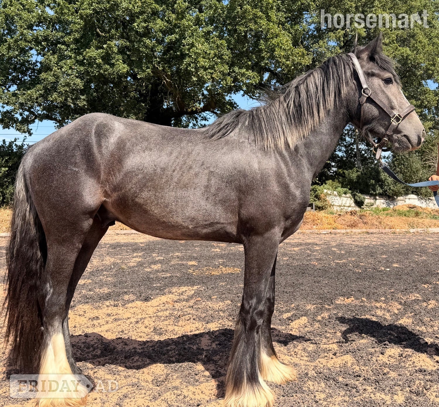 "Brimstone " Steel Grey Filly Youngstock / Foal in Wolverhampton
