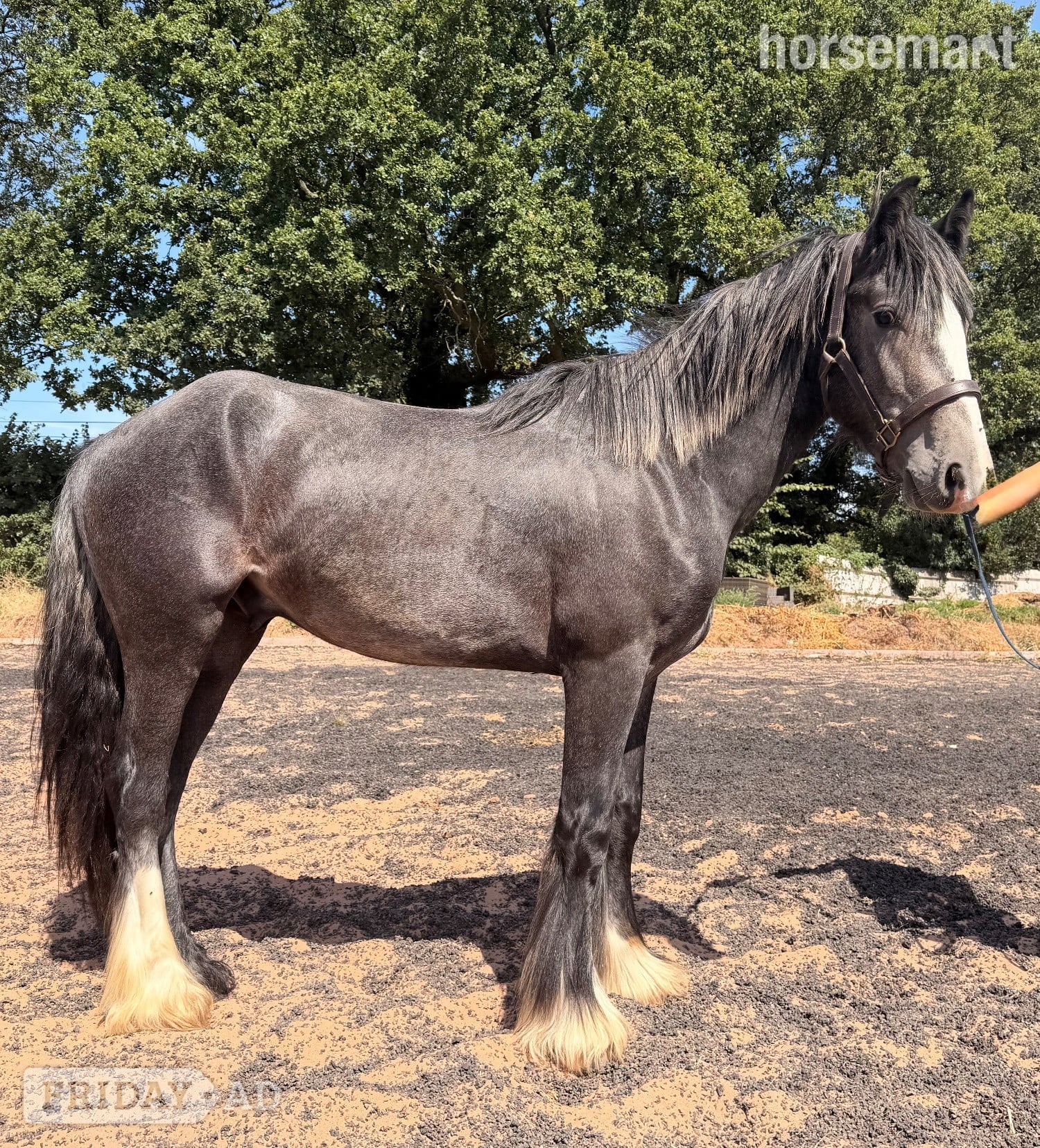 "Brimstone " Steel Grey Filly Youngstock / Foal