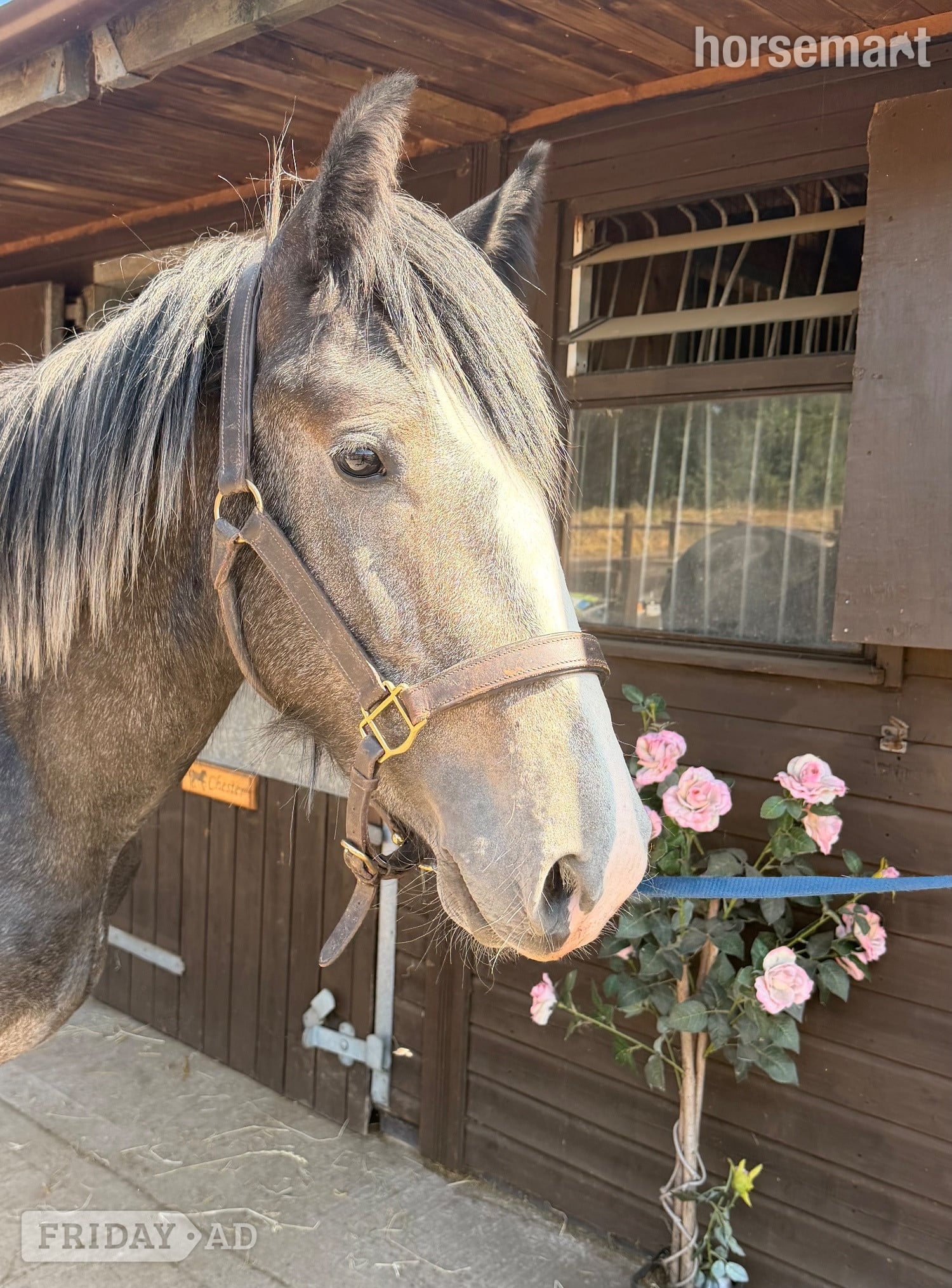 Wolverhampton "Brimstone " Steel Grey Filly Youngstock / Foal