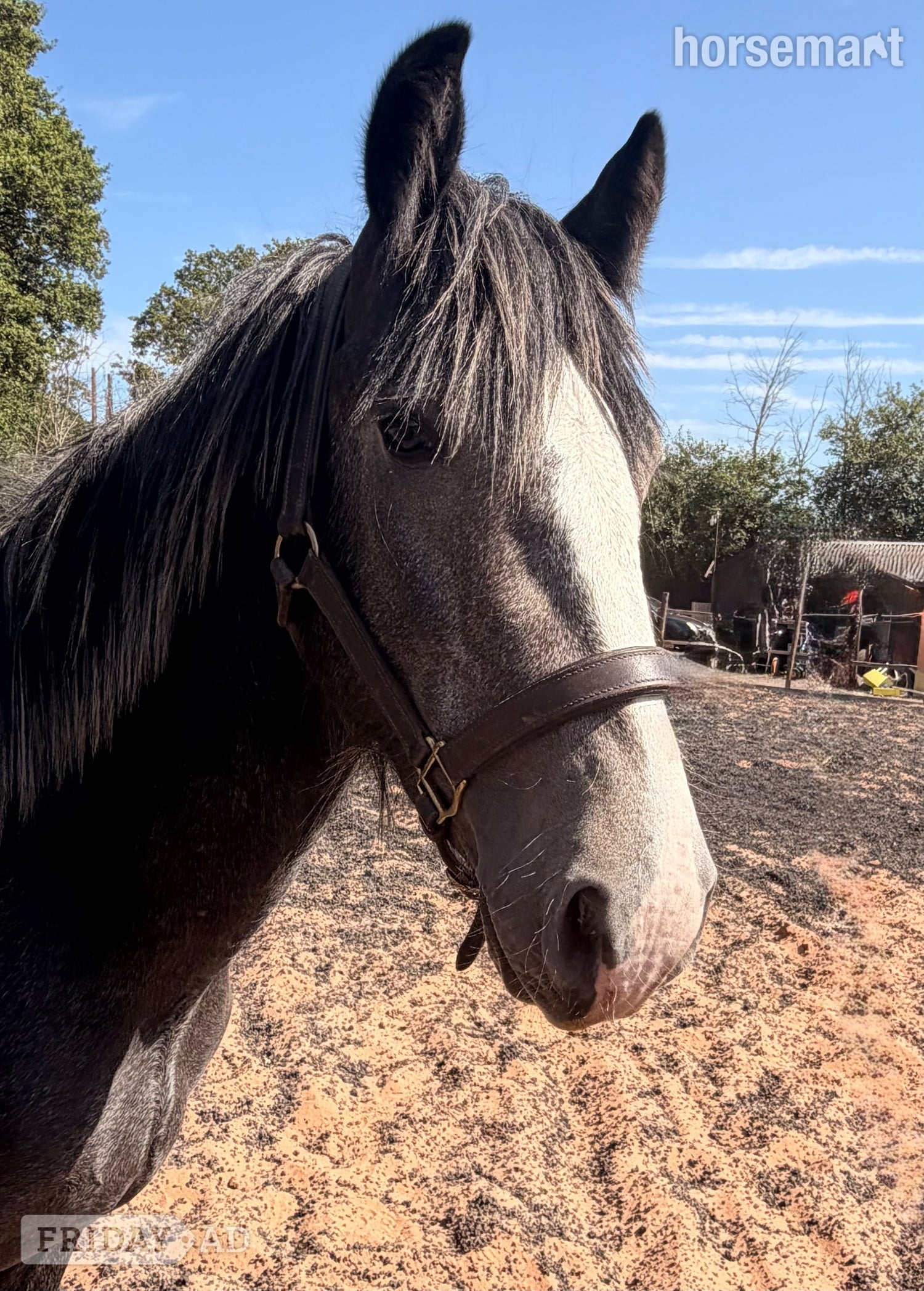 "Brimstone " Steel Grey Filly Youngstock / Foal - Horses in Wolverhampton