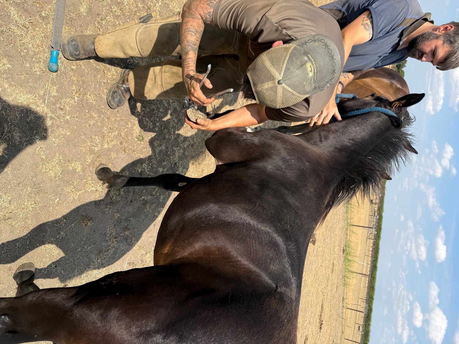 "Saffy" Bay Filly Youngstock / Foal