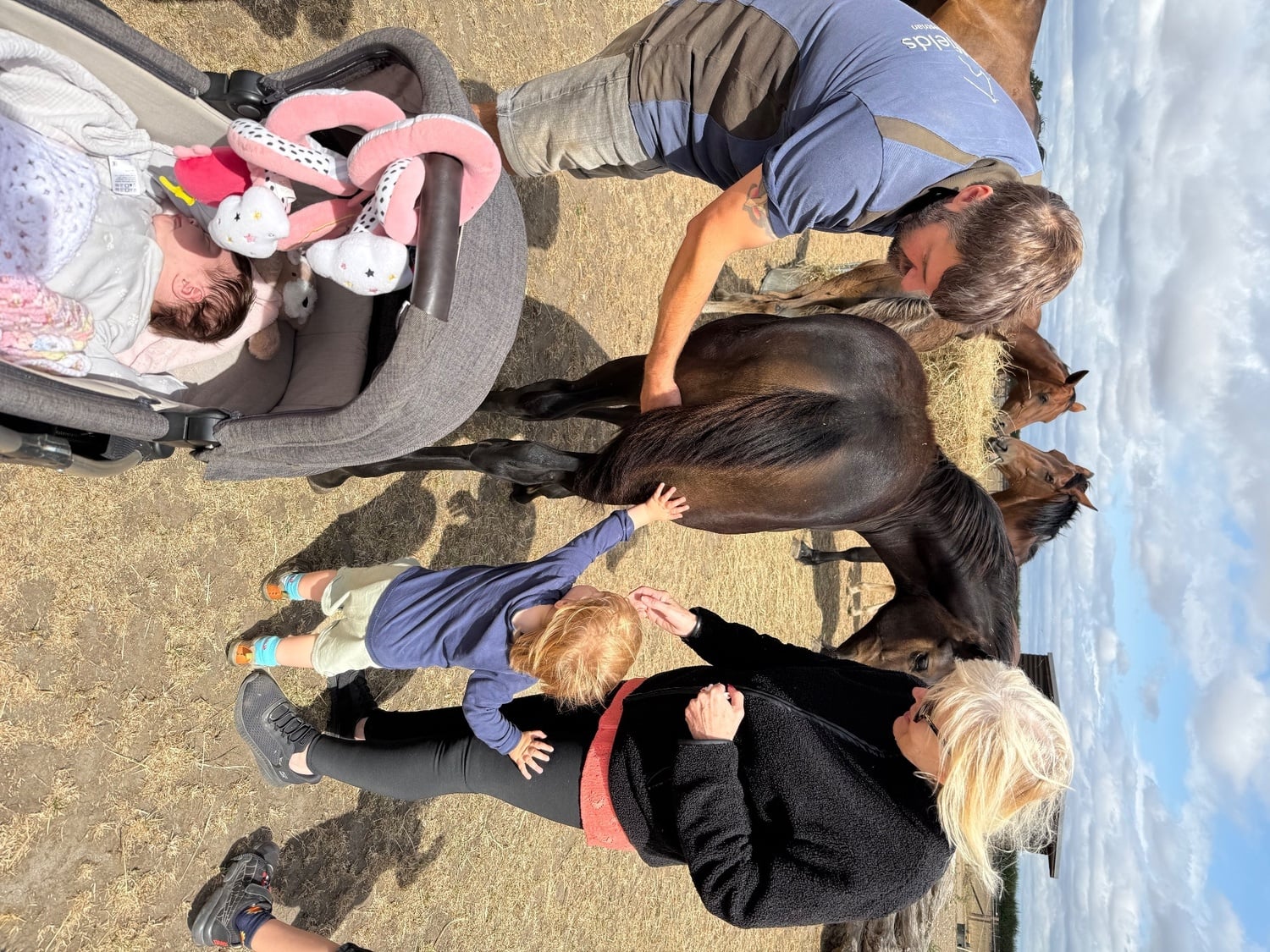 Lincoln "Saffy" Bay Filly Youngstock / Foal