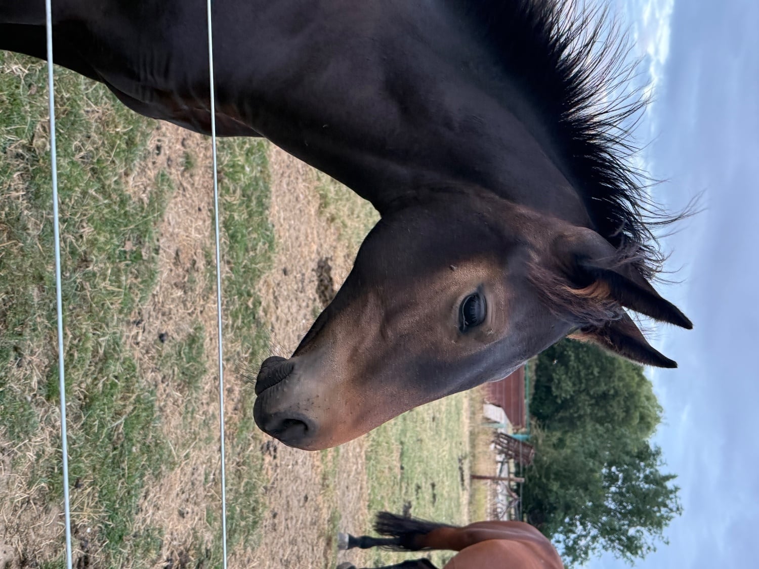 "Saffy" Bay Filly Youngstock / Foal - Horses in Lincoln