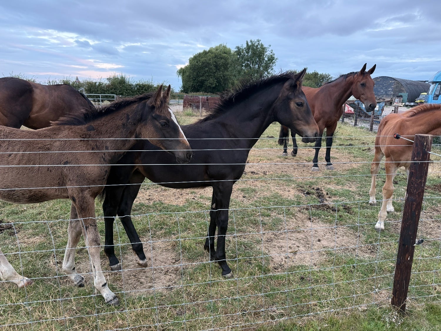 "Saffy" Bay Filly Youngstock / Foal - Horses