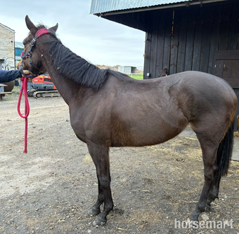 "Nancy" Bay Mare Project Horse