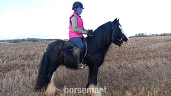 "Chequito " Black Gelding Cob/Heavy Horse