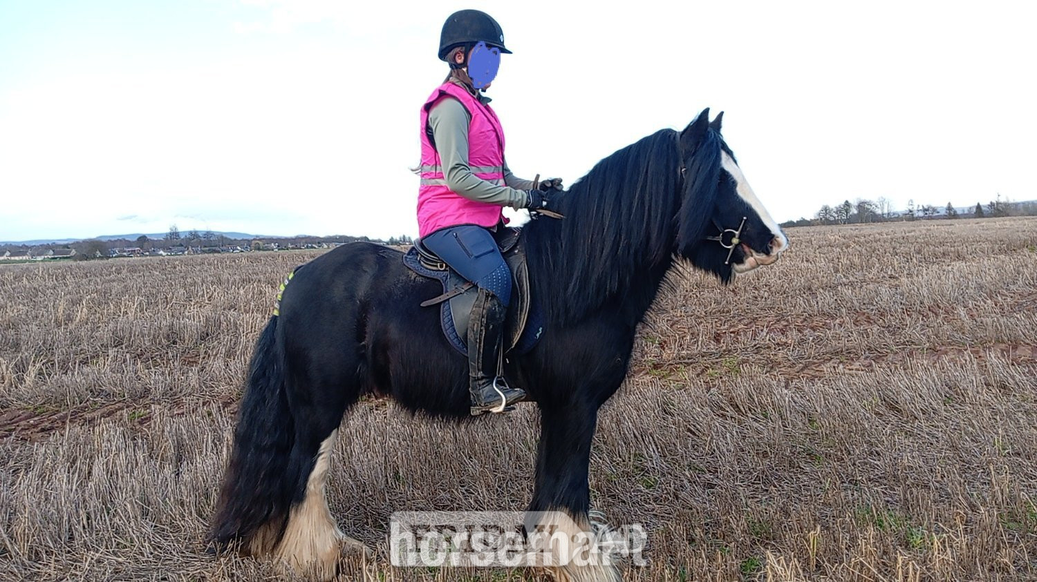 "Chequito " Black Gelding Cob/Heavy Horse in Scotland