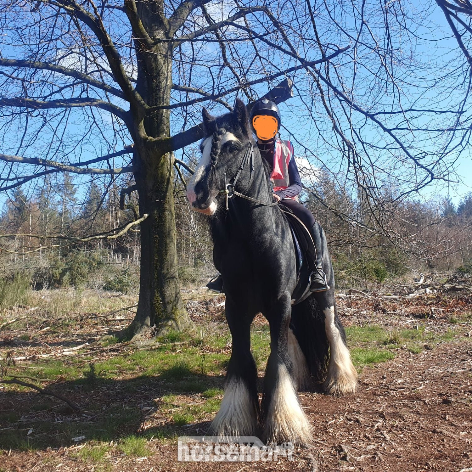 "Chequito " Black Gelding Cob/Heavy Horse