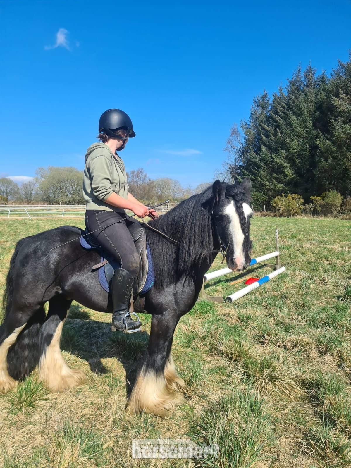 Scotland "Chequito " Black Gelding Cob/Heavy Horse