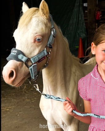 "Nova " Cremello Filly Youngstock / Foal
