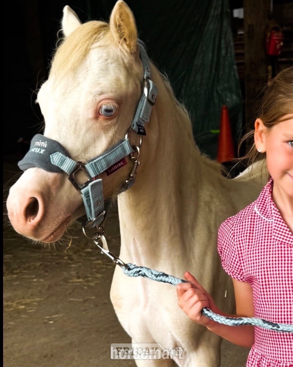 "Nova " Cremello Filly Youngstock / Foal in Stafford
