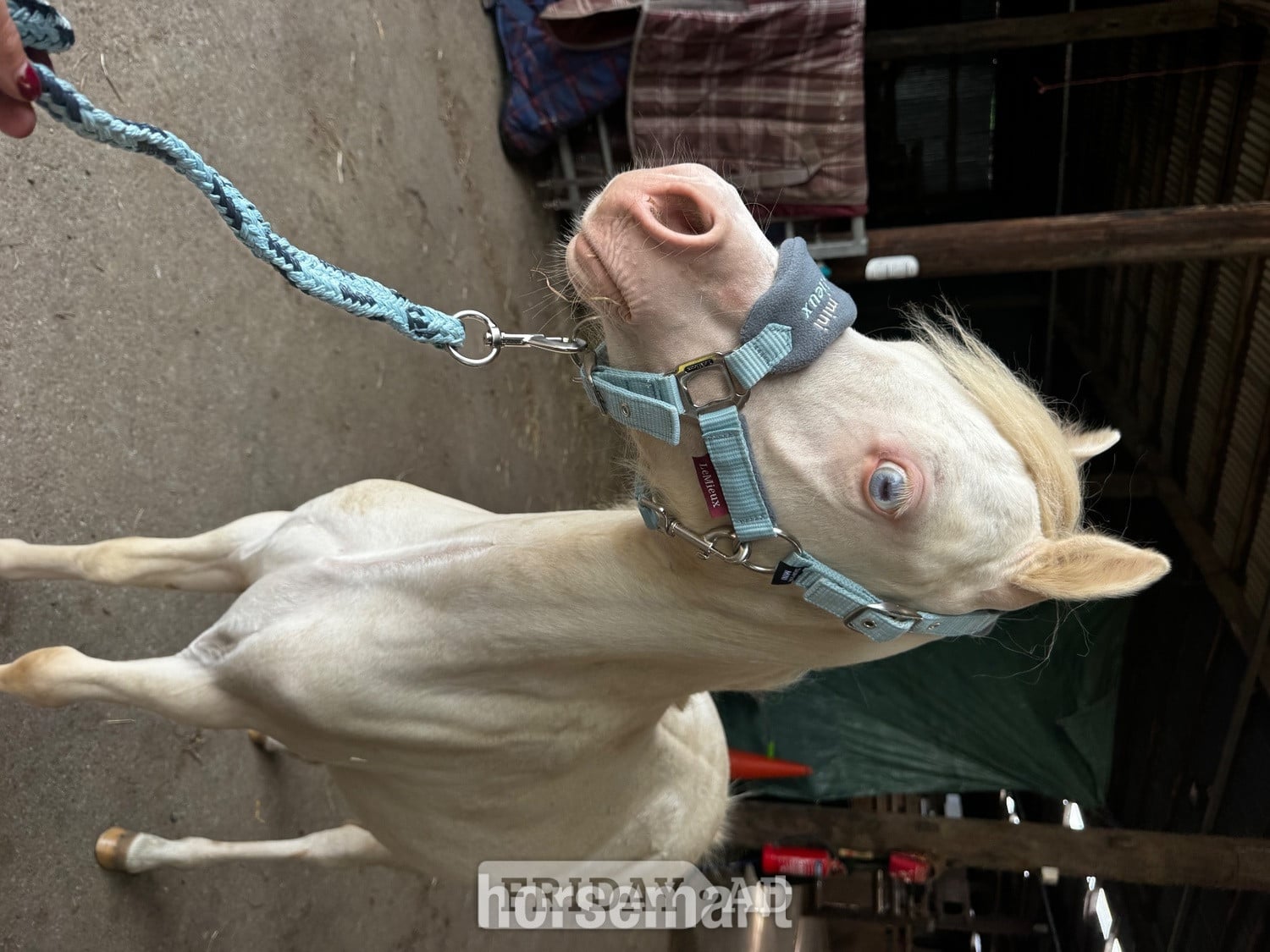 "Nova " Cremello Filly Youngstock / Foal