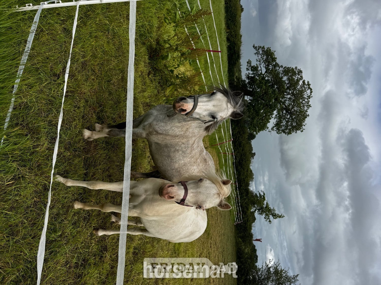 Stafford "Nova " Cremello Filly Youngstock / Foal