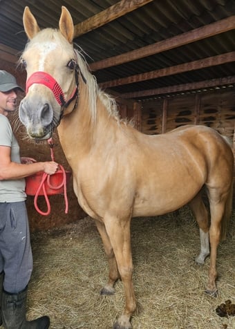 "Roo" Palomino Gelding All Rounder