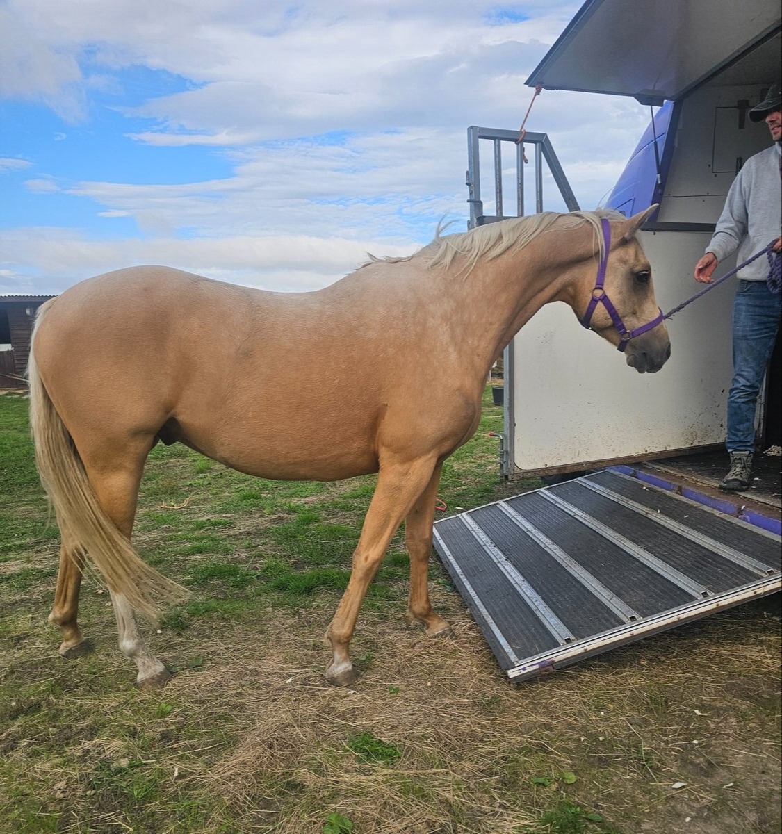 "Roo" Palomino Gelding All Rounder