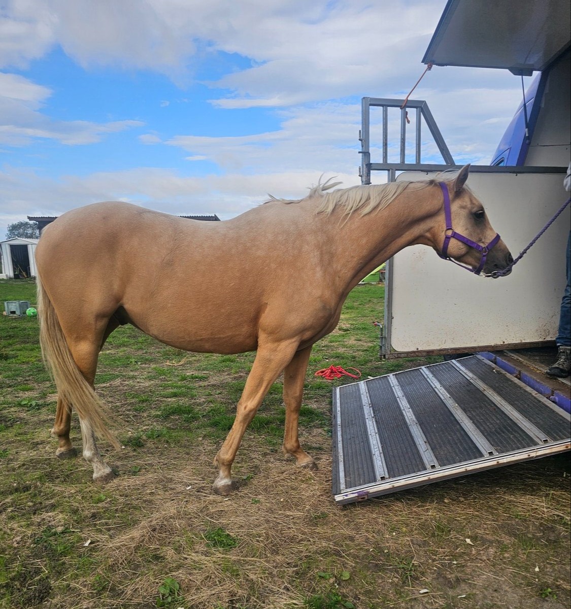 Newark-on-Trent "Roo" Palomino Gelding All Rounder