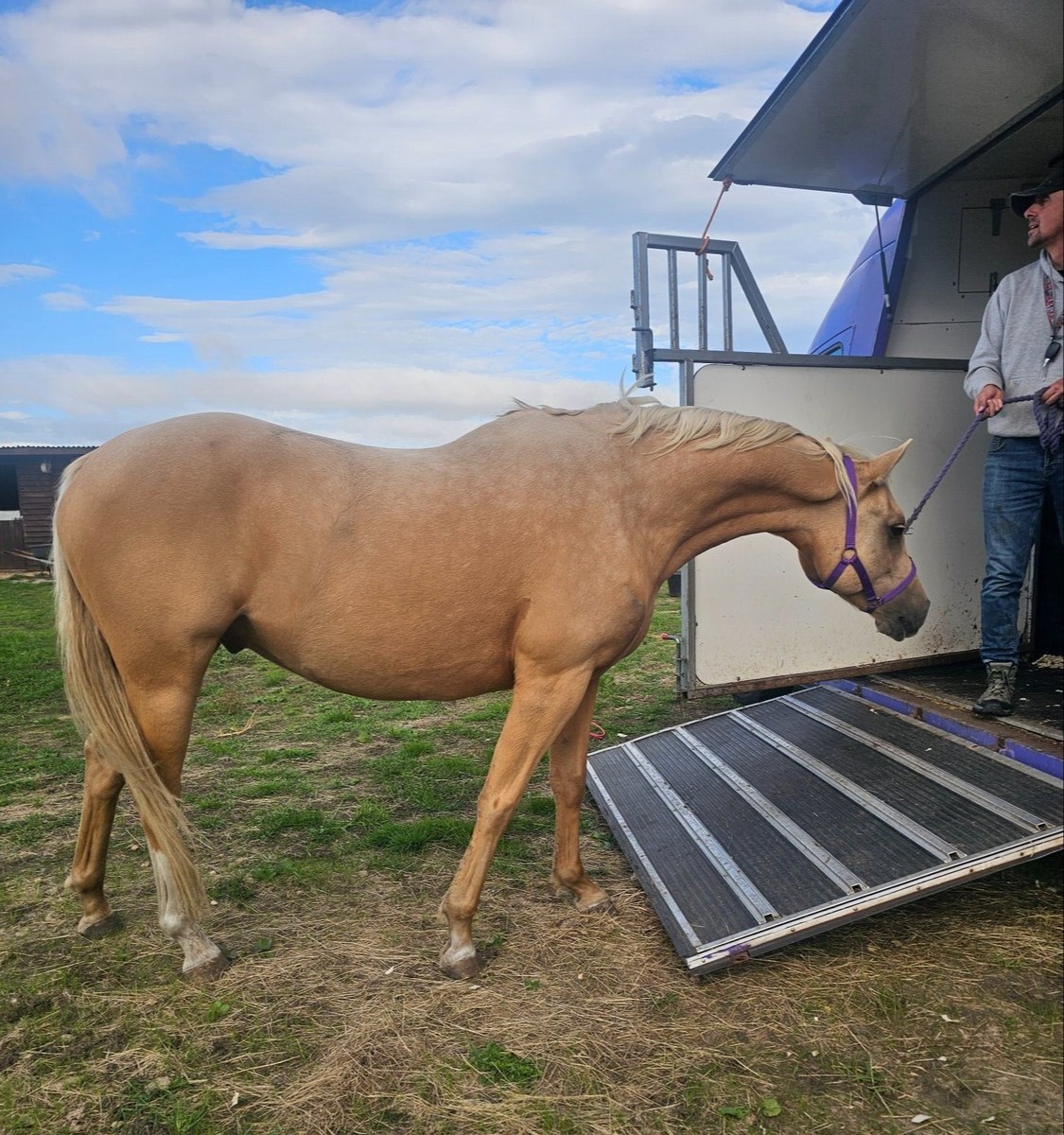 "Roo" Palomino Gelding All Rounder - Horses in Newark-on-Trent