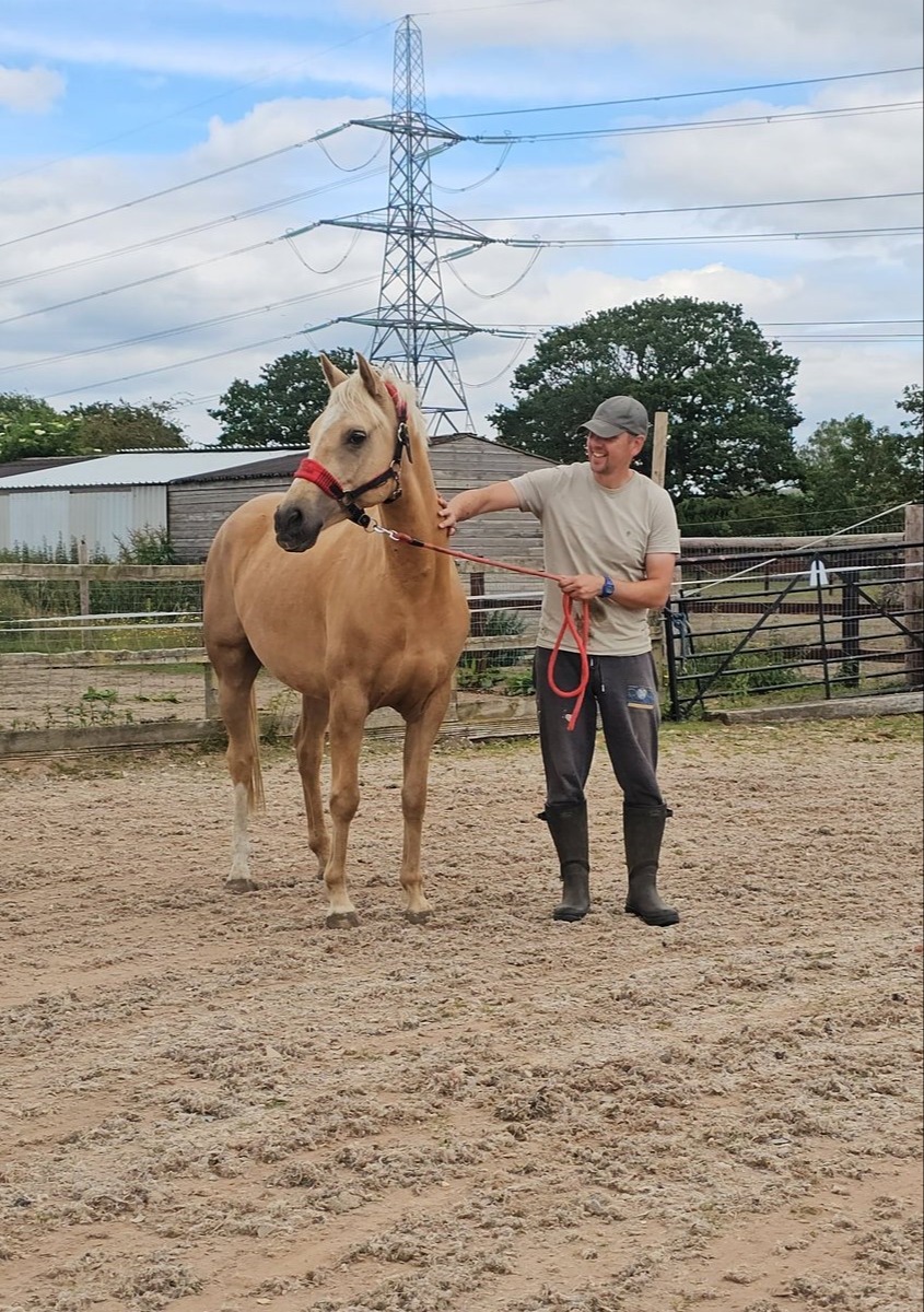 "Roo" Palomino Gelding All Rounder - Horses