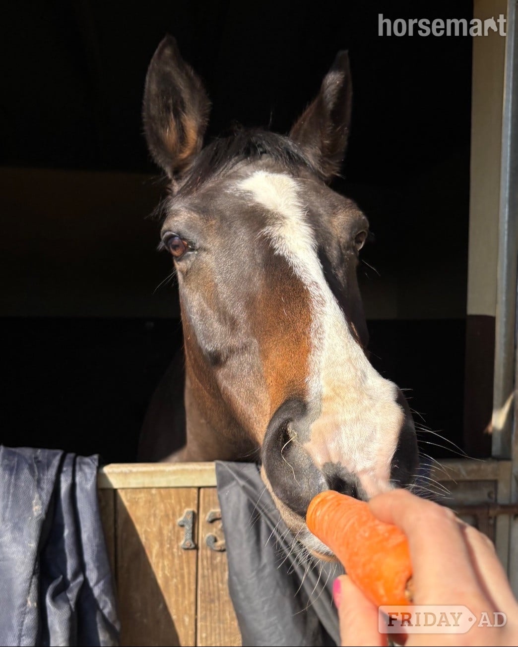 Wineham "Mare"  Mare Broodmare