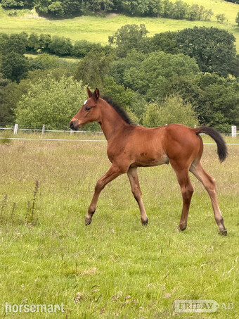 "Whiskey" Bay Colt Youngstock / Foal