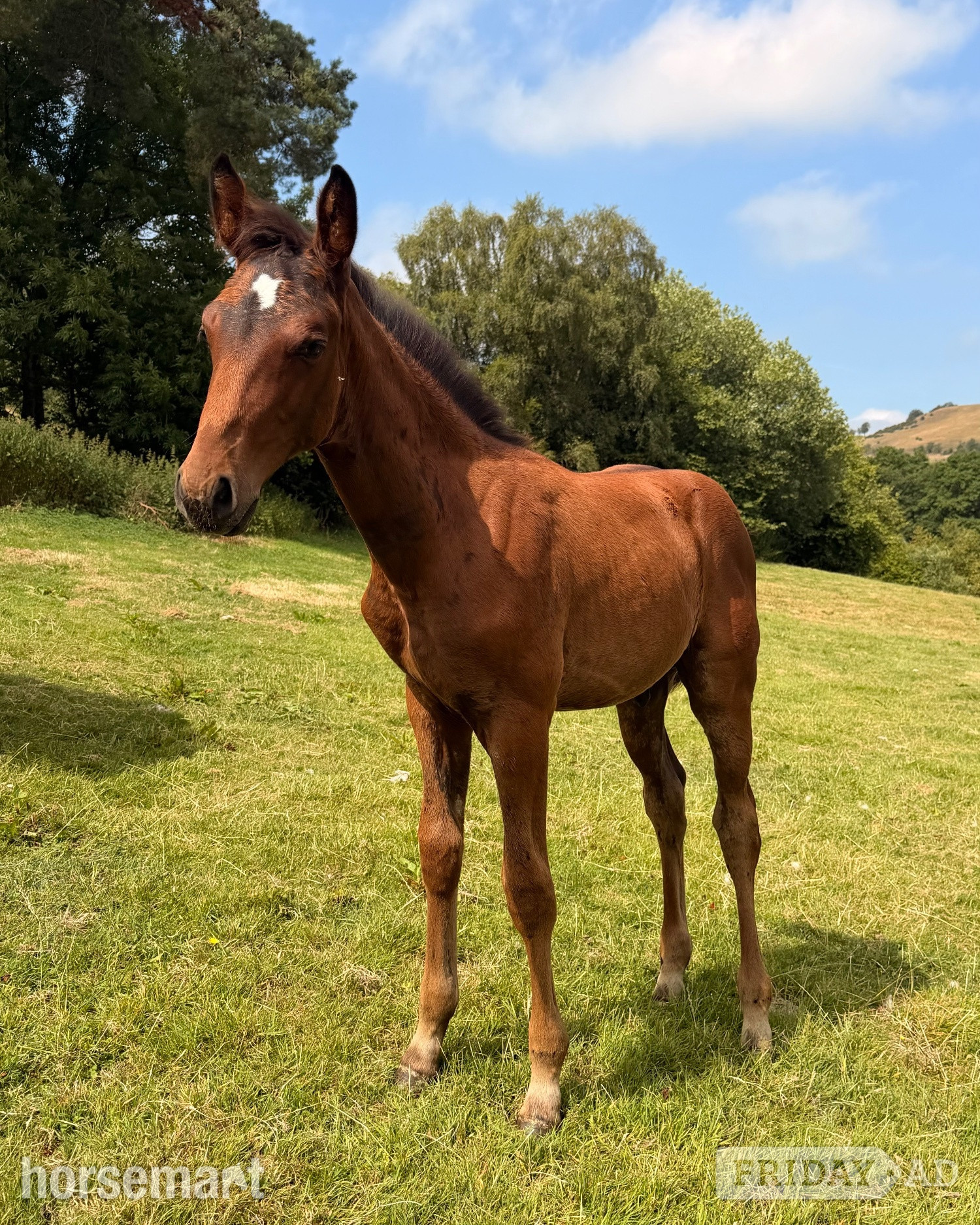 "Whiskey" Bay Colt Youngstock / Foal