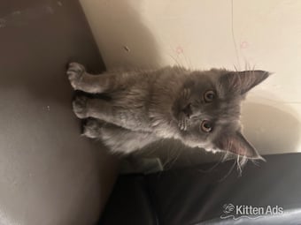 Beautiful blue Maine coon kitten 
