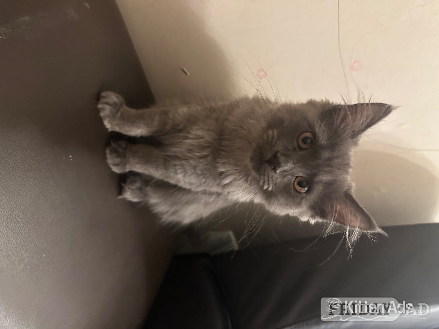 Beautiful blue Maine coon kitten  in Manchester