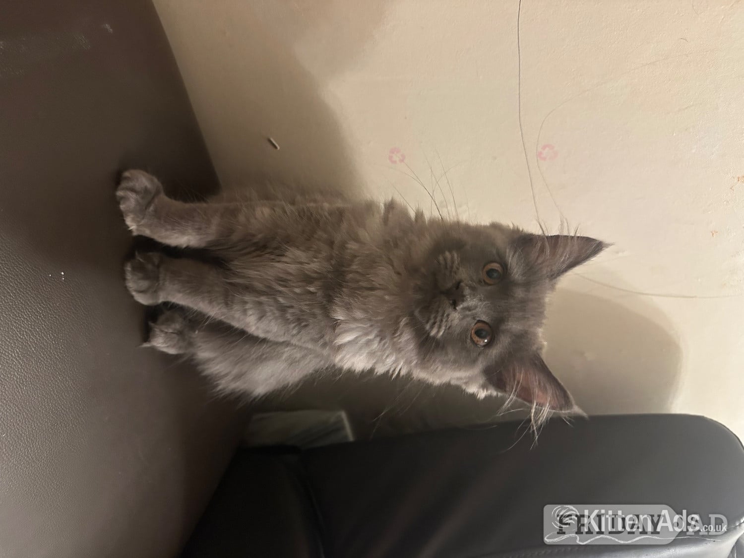 Beautiful blue Maine coon kitten 