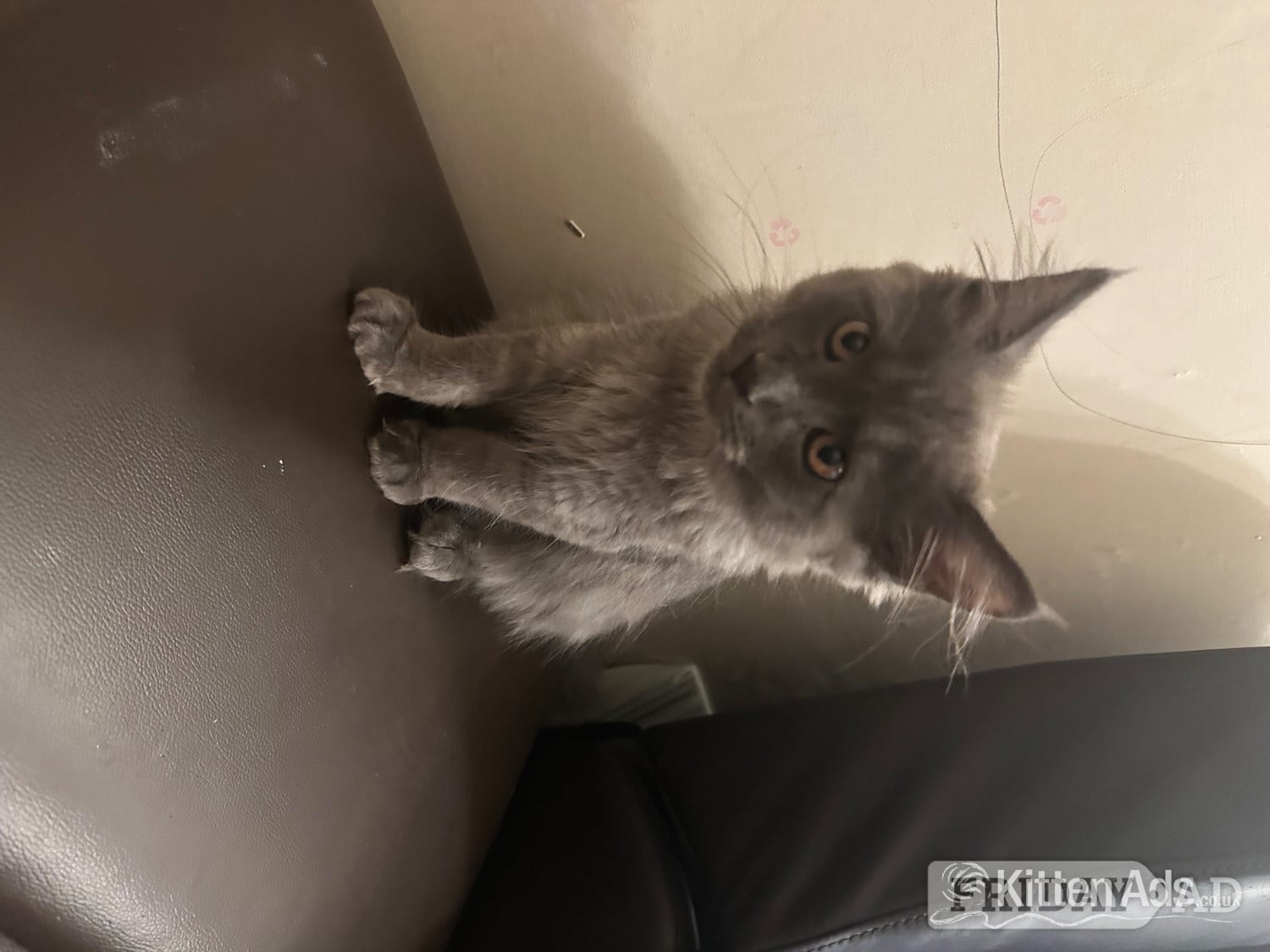 Manchester Beautiful blue Maine coon kitten 