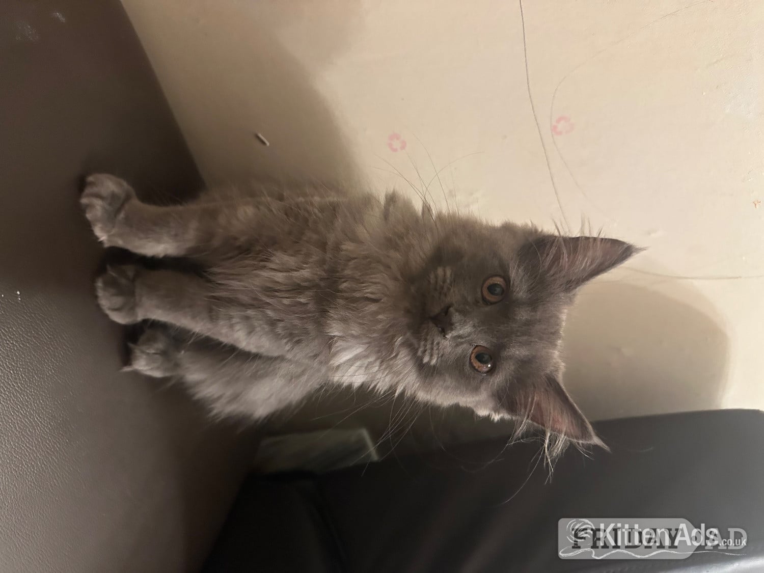 Beautiful blue Maine coon kitten  - Cats & Kittens in Manchester