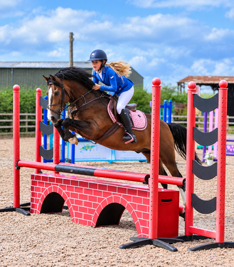 "Harold " Bay Gelding All Rounder
