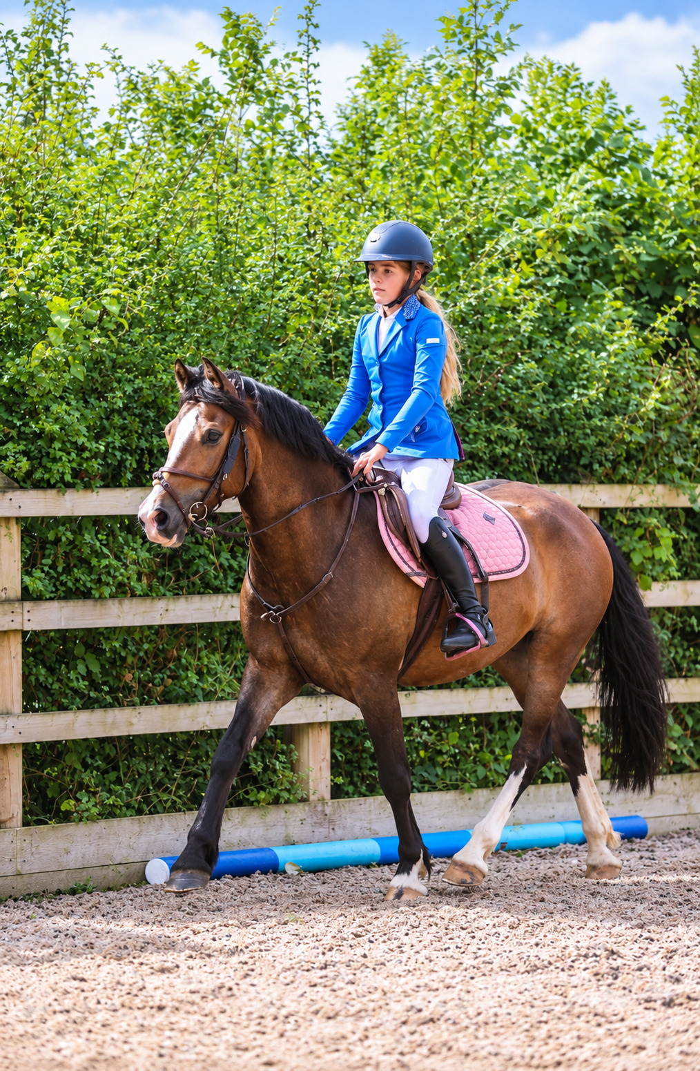 "Harold " Bay Gelding All Rounder