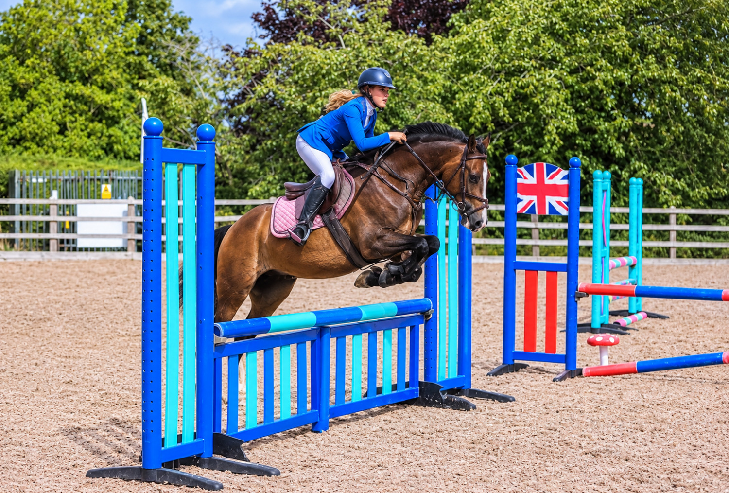 Stoke "Harold " Bay Gelding All Rounder